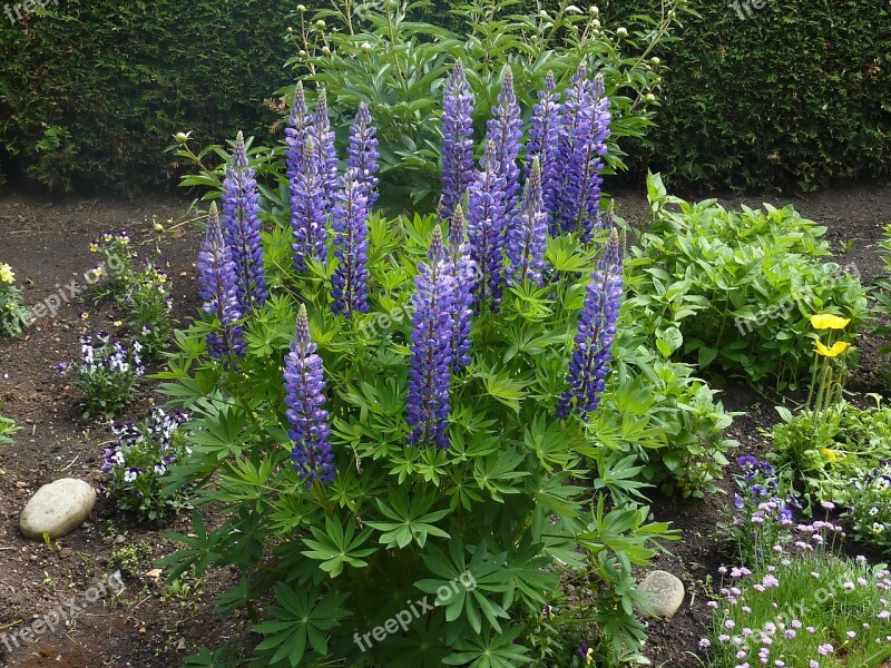 Lupins Flowers Garden Purple Violet