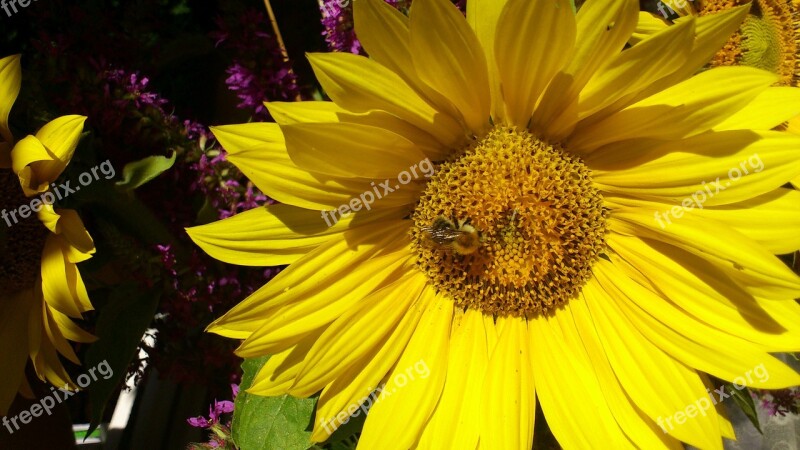 Bee Pollination Insect Sunflower Close Up