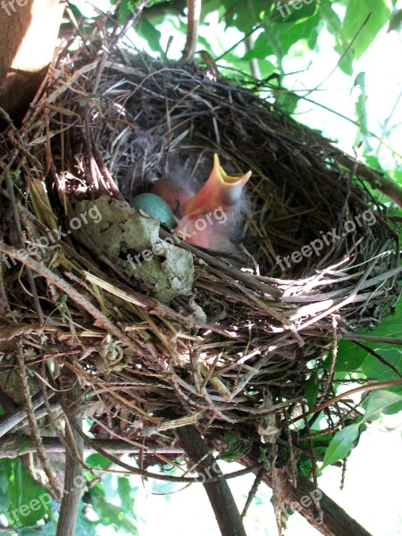 Bird's Nest Nesting Place Bird Breeding Bird Chicken