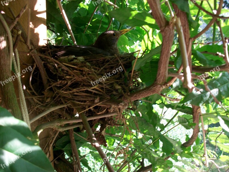 Bird's Nest Breed Hatch Blackbird True