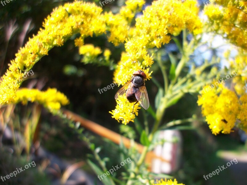 Fly Insect Flowers Close Up Free Photos