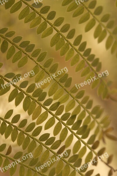 Tiny Leaves Leaflets Plant Pinnate