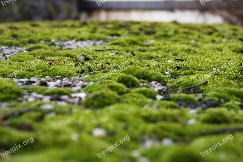 Moss Nature Green Macro Close Up