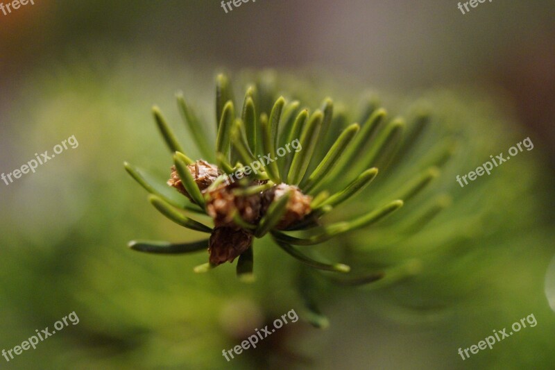 Branch Fir Tree Needles Pine Needles End