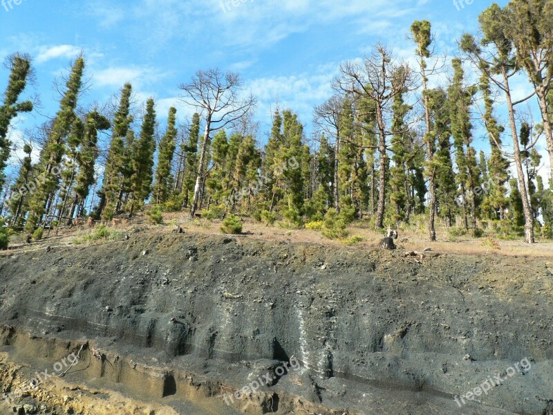 Lava Forest Fire Canary Kiefer La Palma Free Photos