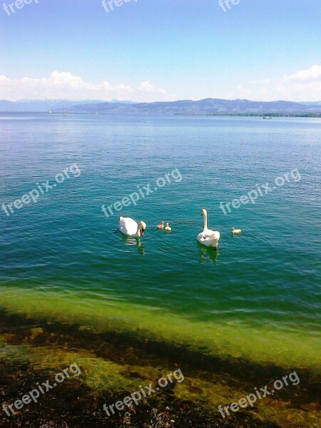 Swans Swan Family Animal Water Waters