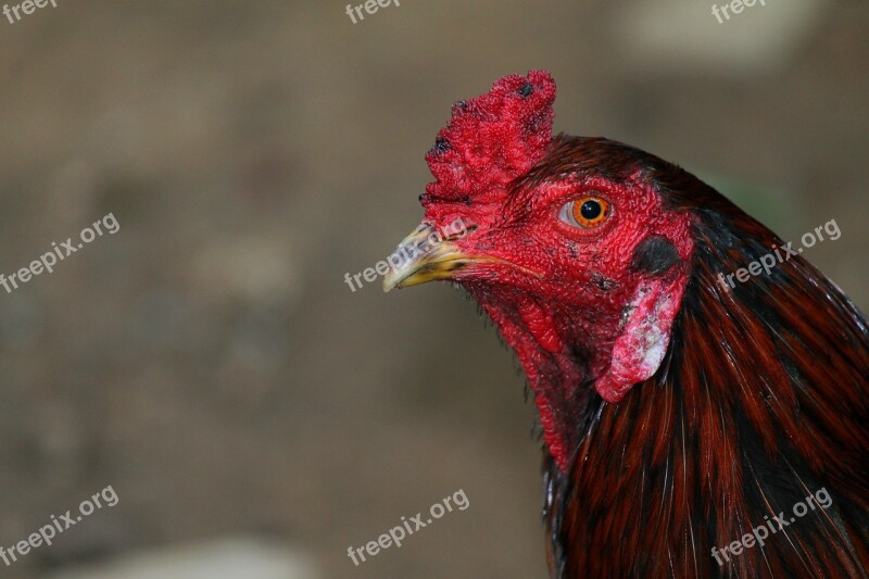 Cockerel Rooster Chicken Male Cock