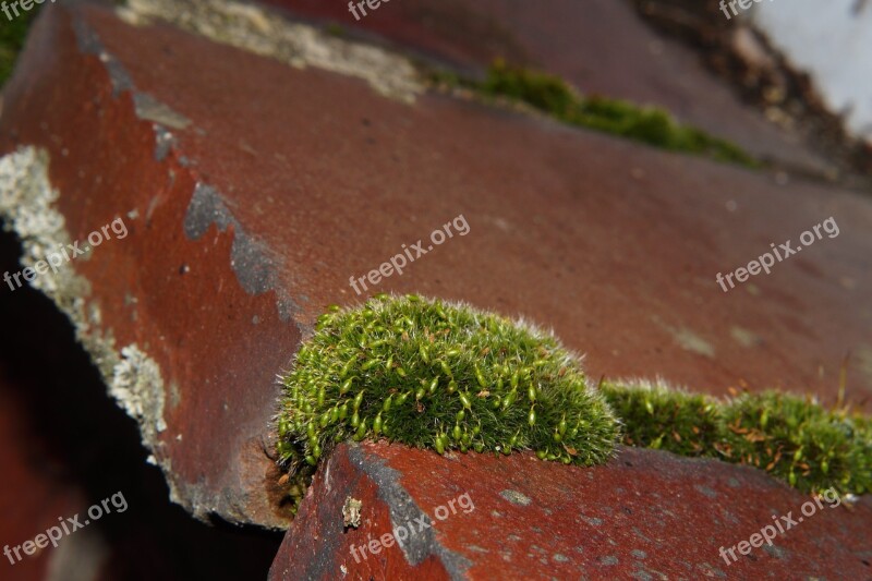 Wall Stone Window Sill Moss Green Macro