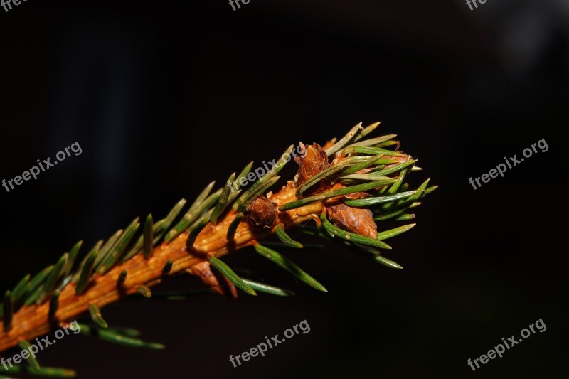 Tannenzweig Fir Tree Green Close Up Free Photos