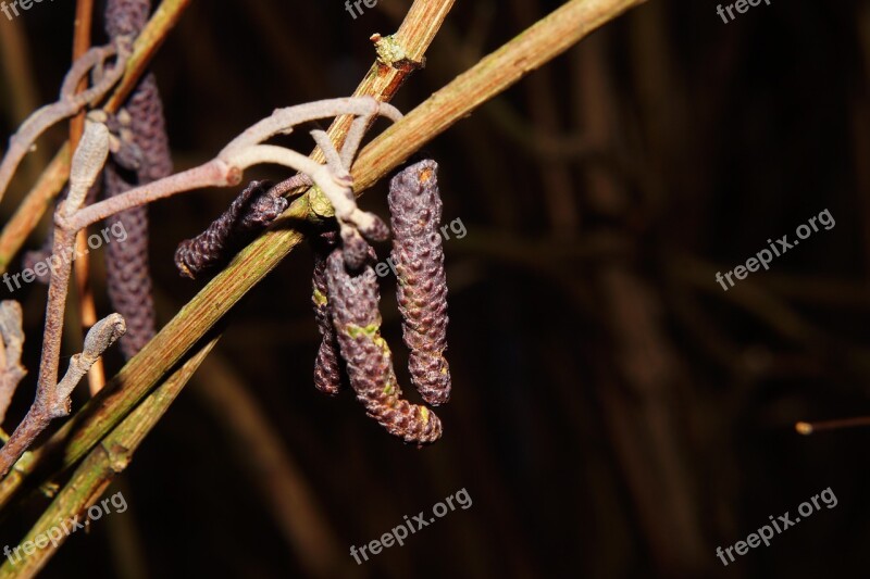 Tree Fruit Birch Flower Branch Nature Free Photos