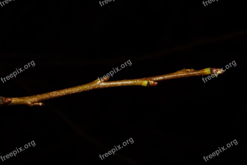 Smaller Branch Branch Shoots Plant Spriesen