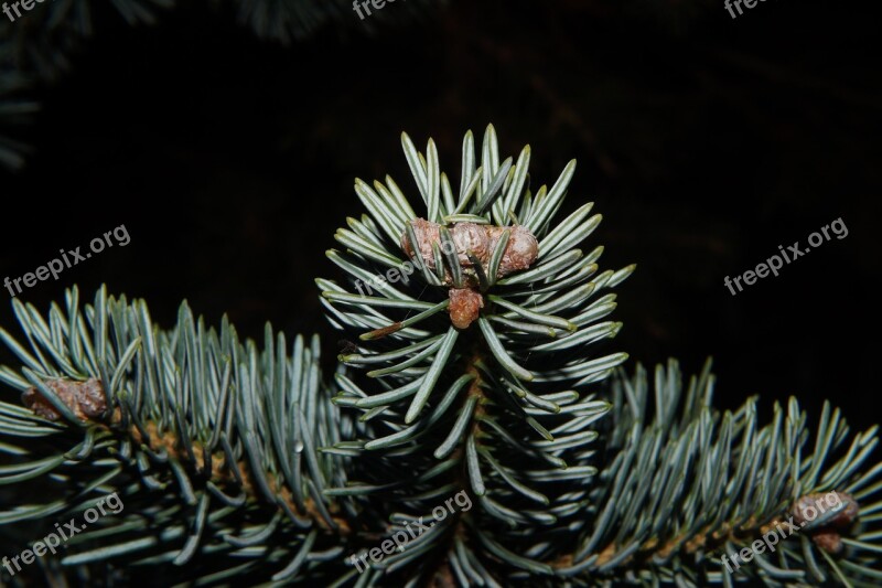 Tannenzweig Fir Tree Christmas Green Free Photos