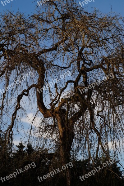 Tree Old Without Leaves Transient Free Photos