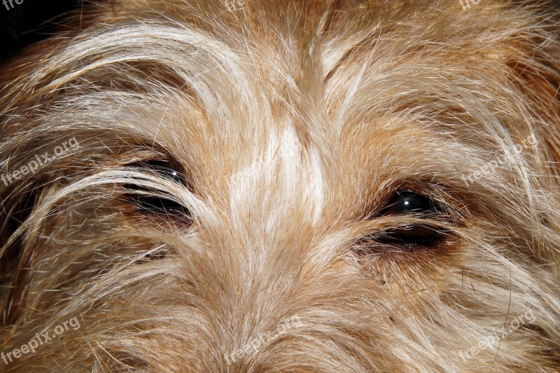 Dog Dog Eyes Close Up Small Dog Portrait