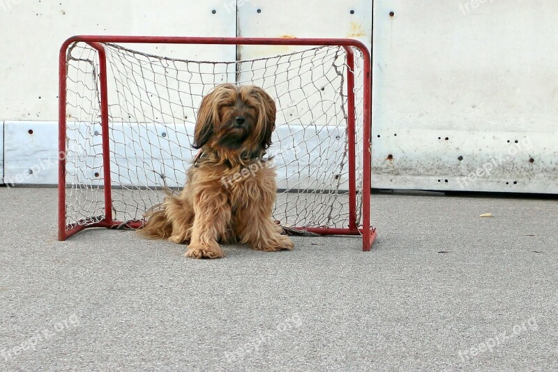 Tibetan Terrier Dog Playing Field Play Game Goal