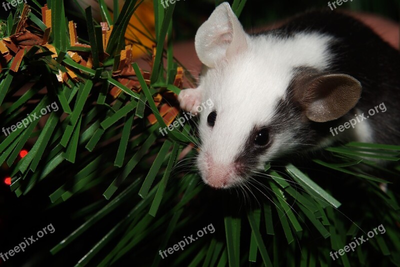 Mouse Black And White Colorful Mouse Eared Bat Cute