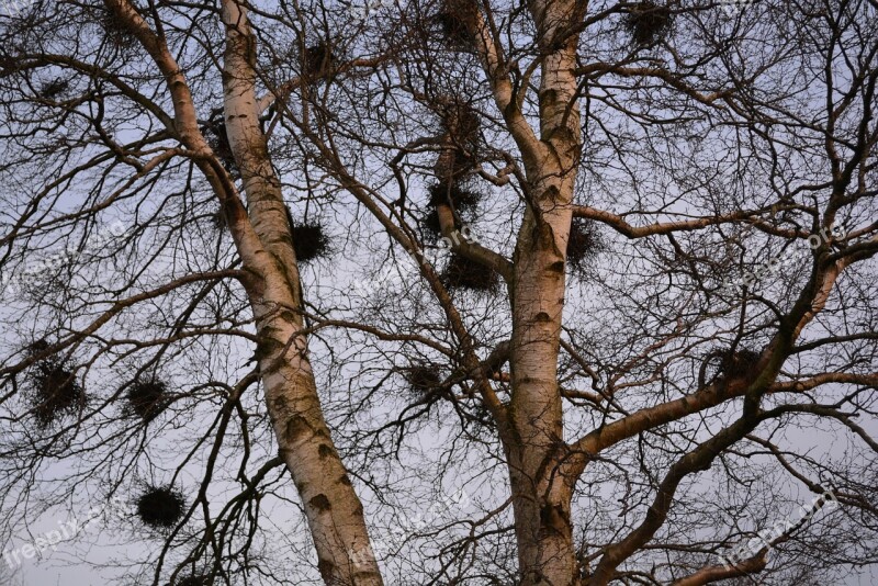 Nests Tree Birch Bird Nests Free Photos