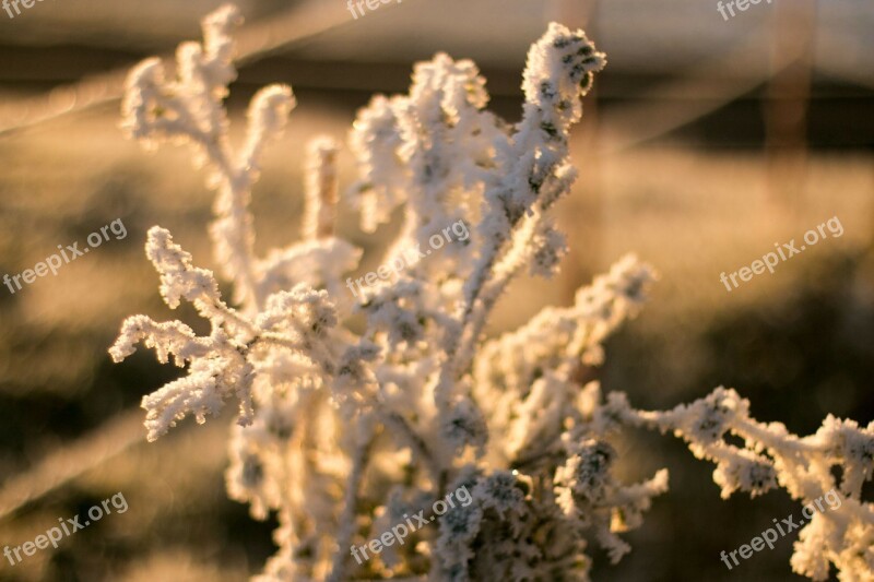 Eiskristalle Winter Frozen Morning Sunrise