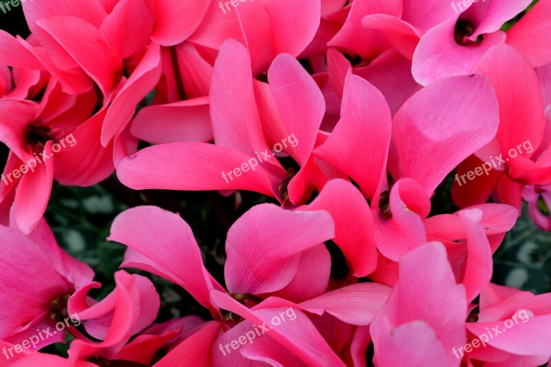 Cyclamen Flower Pink Nature Flora