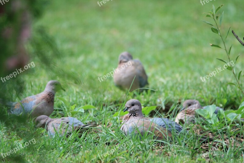 Birds Doves Grey Browsing Feeding