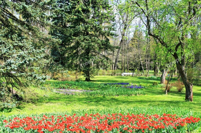 Trees Grass Green Flowers Red