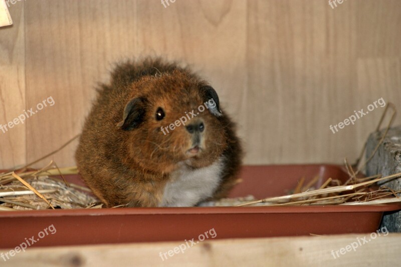 Guinea Pig Josie Rex Guinea Pig Young Fluffy