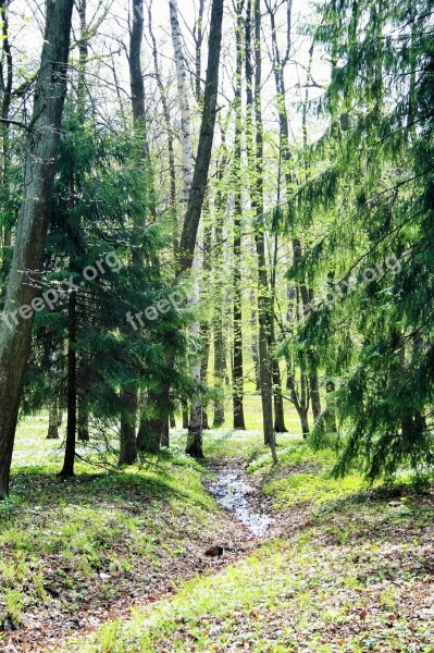 Furrow Narrow Trees Fir Tree Conifers