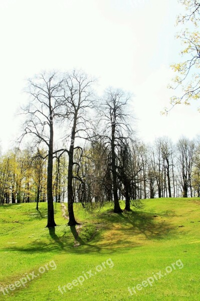 Trees Tall Clump Grass Green