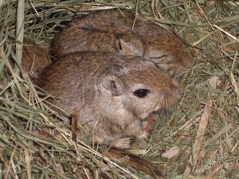 Mongolian Gerbils Mice Gerbils Mouse Nager