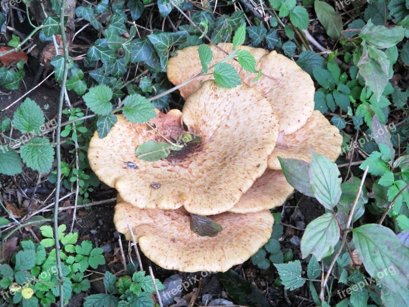 Mushroom Autumn Forest Plant Close Up