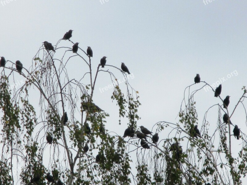 Migratory Birds Stare Flock Of Birds Meeting Point Wait