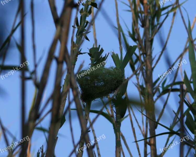 Nest Green Woven Bird's Weaver's