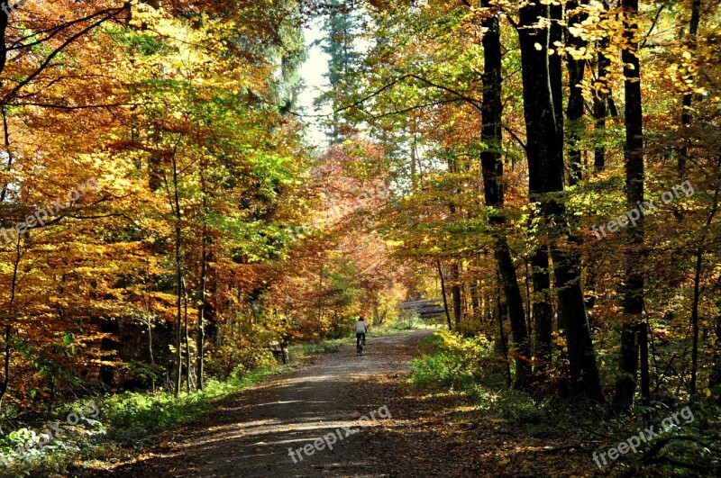 Autumn Deciduous Forest Forest Nature Fall Foliage