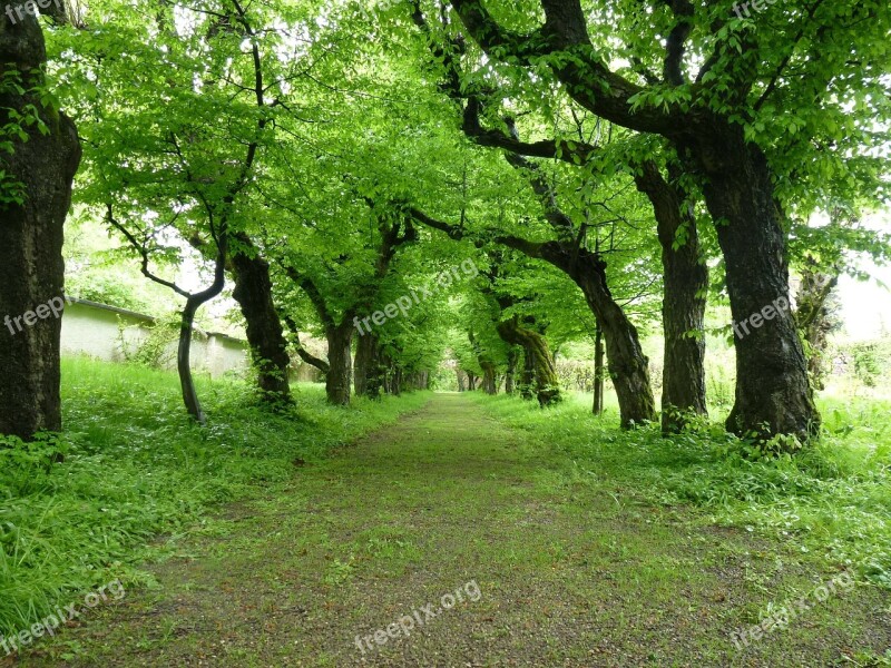 Avenue Trees Book Free Photos