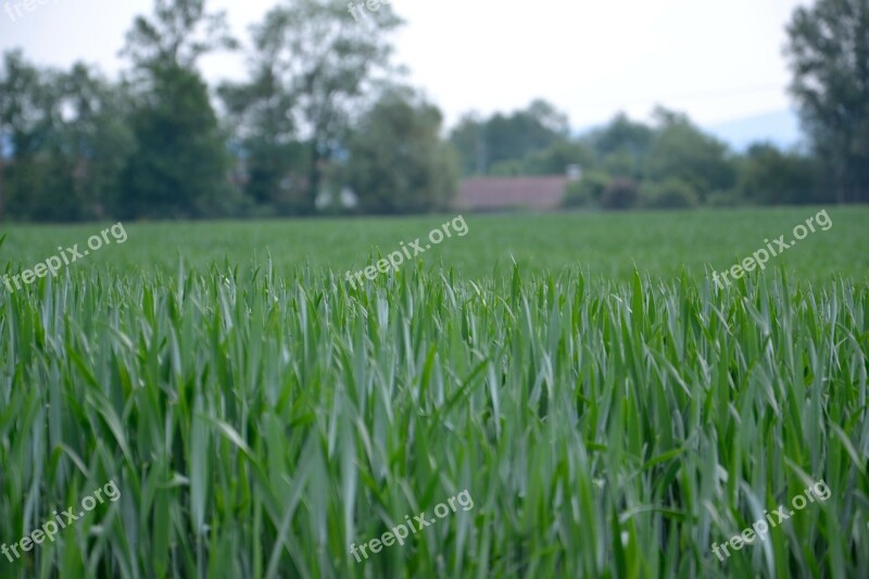 Wheat Field Green Free Photos