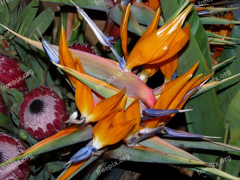 Flowers Plant Arrangement Flora Floristisch