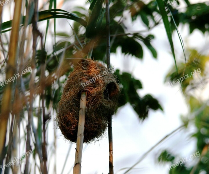 Nest Woven Strands Opening Weaver