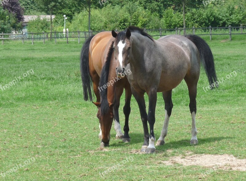 Horse Horses Animals Ride Pair