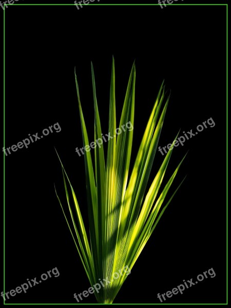 Palm Leaf New Leaf Palm Fronds Free Photos