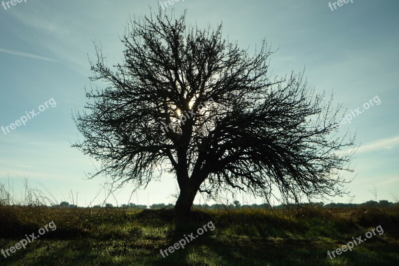 Tree Silhouette Landscape Light Sky