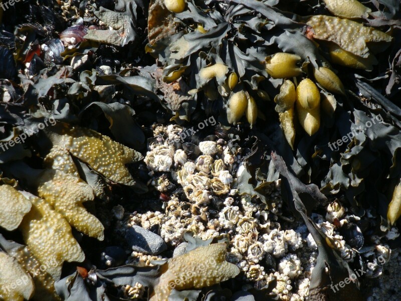 Kelp Barnacles Shore Tide Pacific Ocean