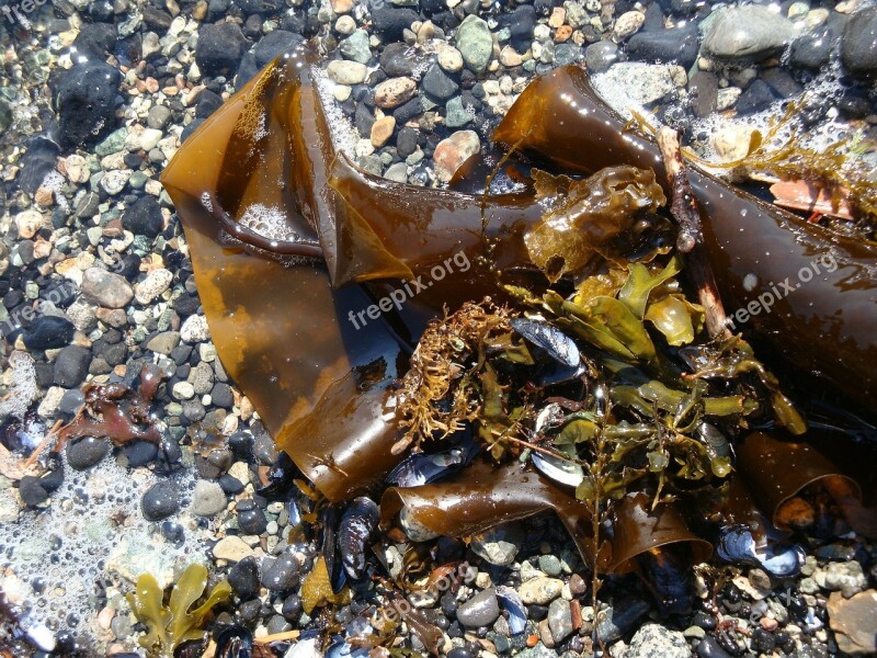 Kelp Muscles Shore Sea Rocks