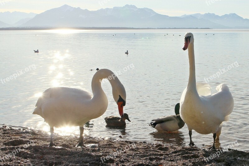 Swans Nature Lake Waters Swan