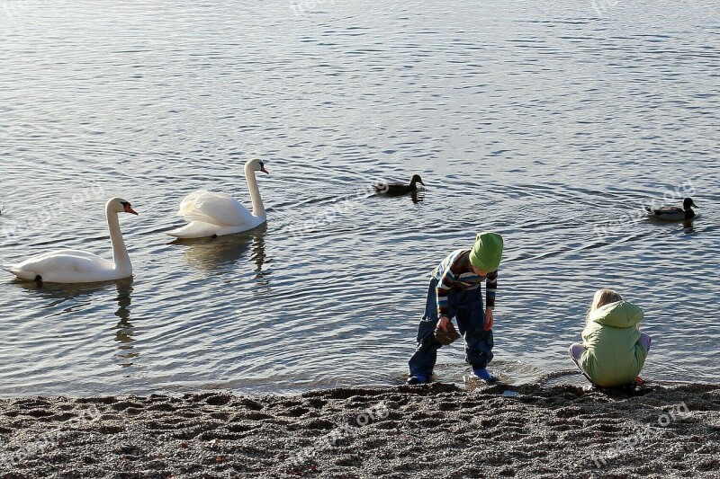 Nature Water Animals Animal Swan