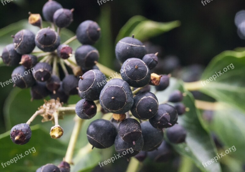 Berries Plant Floral Fruit Tree