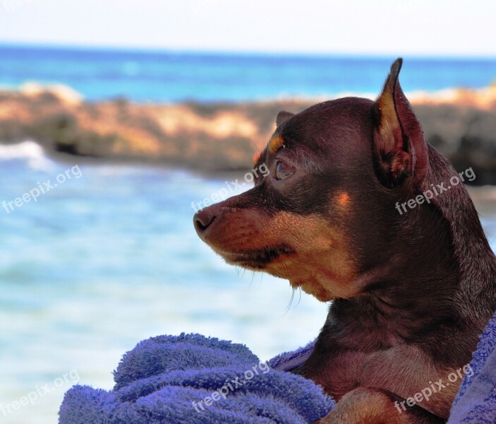 Dog Pinscher Tenderness Cucciola Muzzle