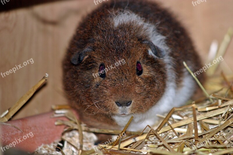 Guinea Pig Josie Pet Young Babies