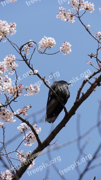 Crow New Black Free Photos