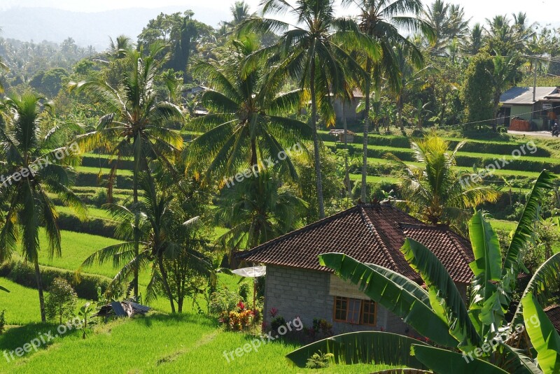 Bali Paddy Green Nature Hut