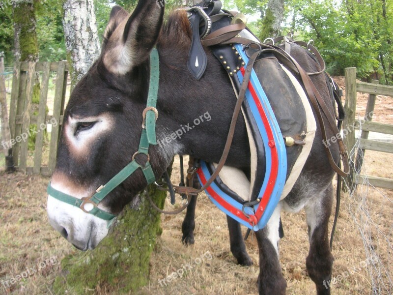 Donkey Animal Ass Mule Collar